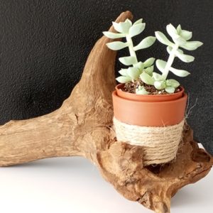 souche porte fleurs 1