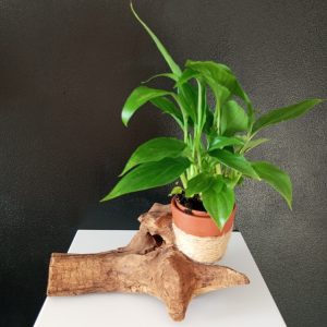 bar a crea souche porte fleur a