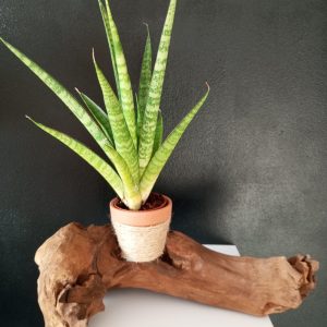 bar a crea souche porte fleur c